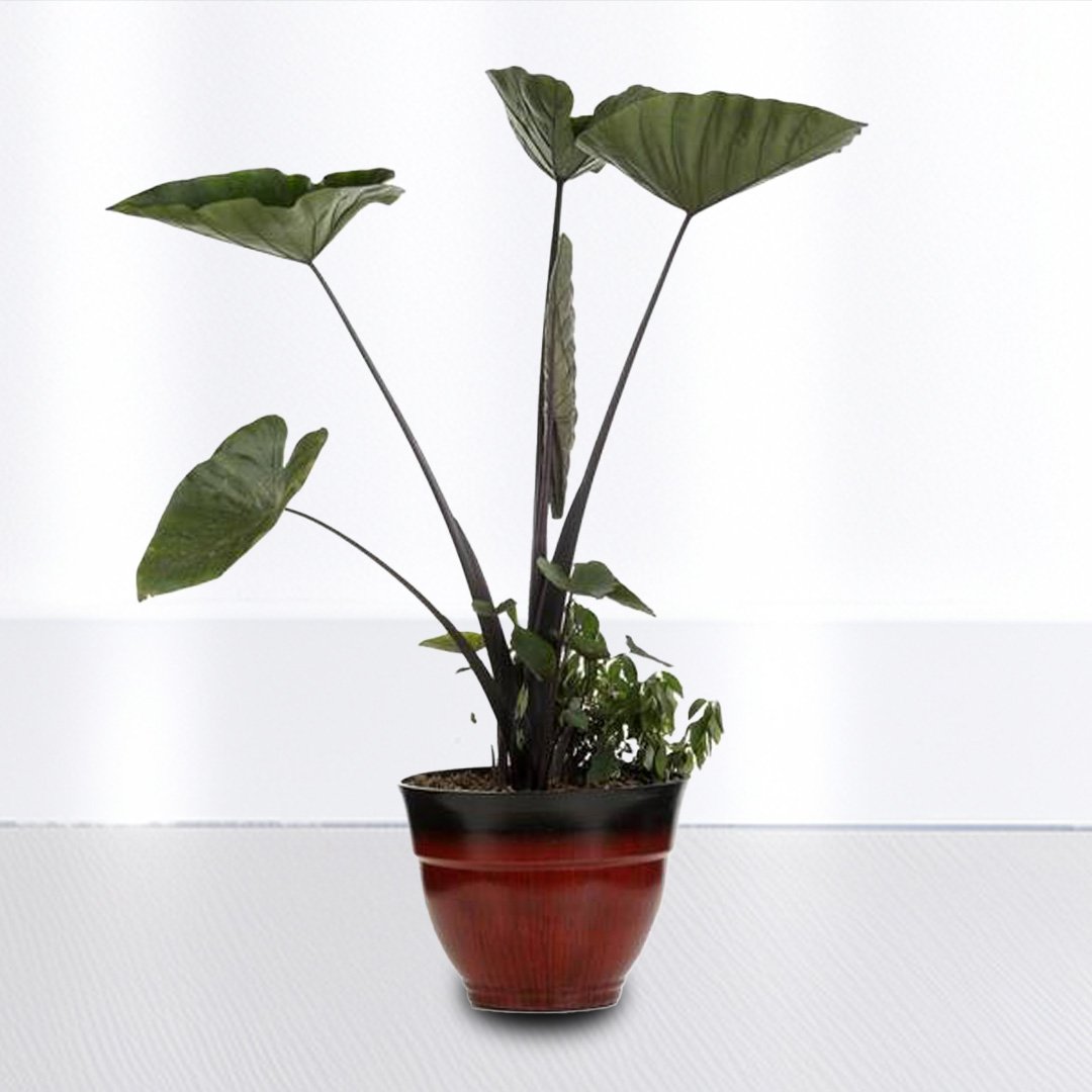 Colocasia Coffee Cup